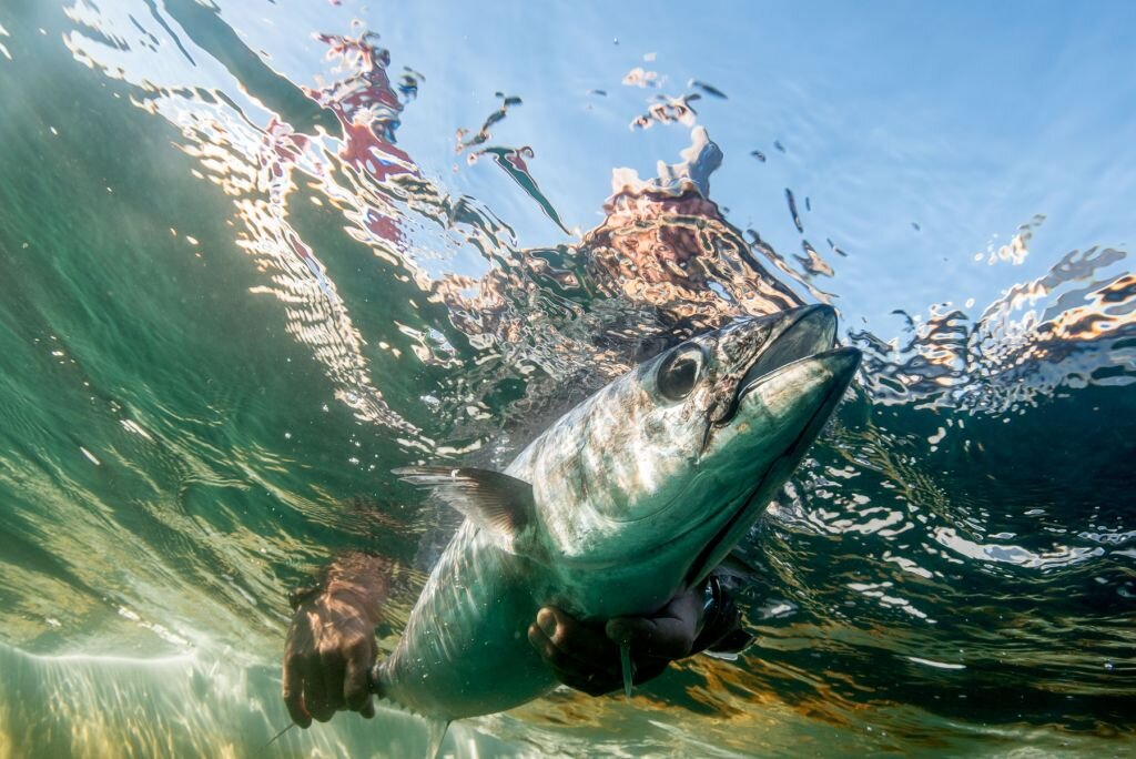 Embarcación de mar con captura de atún